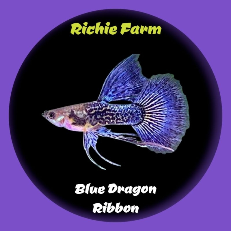 Guppy blue dragon ribbon