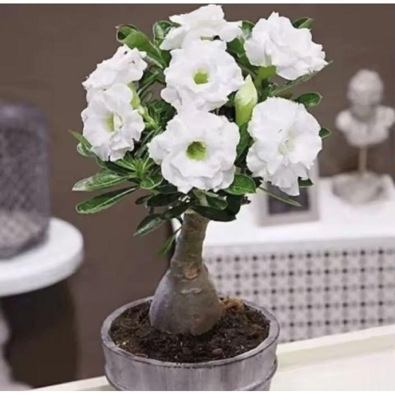 Tanaman hias adenium bunga tumpuk putih (white) Tanaman hias adenium bunga tumpuk putih (white)