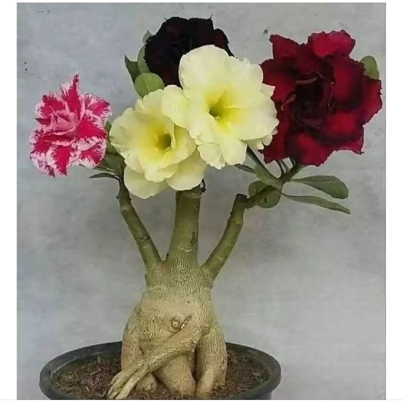Tanaman hias adenium bunga tumpuk 4 warna - tanaman Kamboja jepang Tanaman hias adenium bunga tumpuk