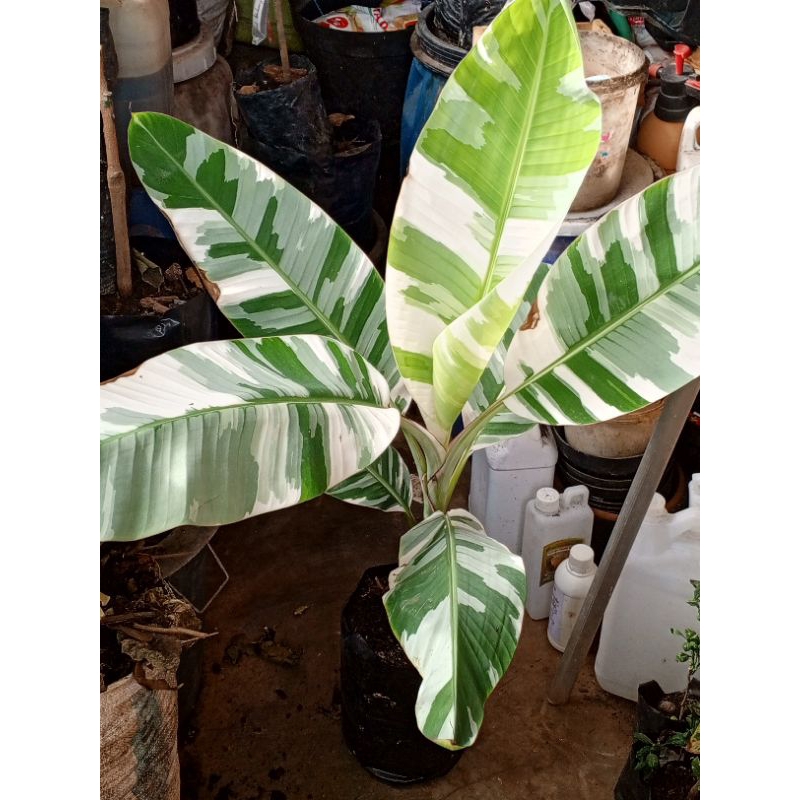 Bibit Pisang Kualitas Premium Bergaransi Musa Varigata Pisang Florida 100% Original Kondisi Bagus Pr