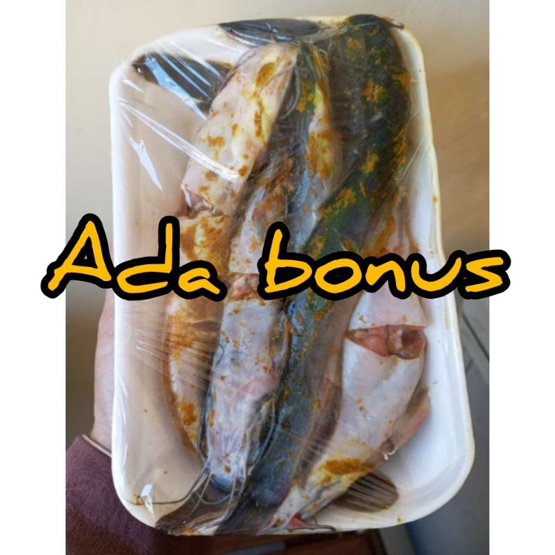 

IKAN LELE MARINASI ISI 4 500 GR ⭐⭐⭐⭐