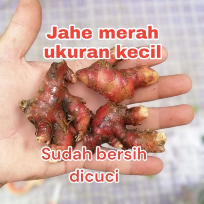 

Jahe Merah ukuran kecil sudah bersih dicuci