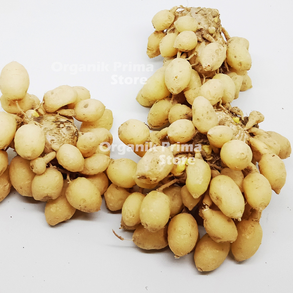 

Kunyit Putih 1kg Segar Gombyok Asli dan Organik