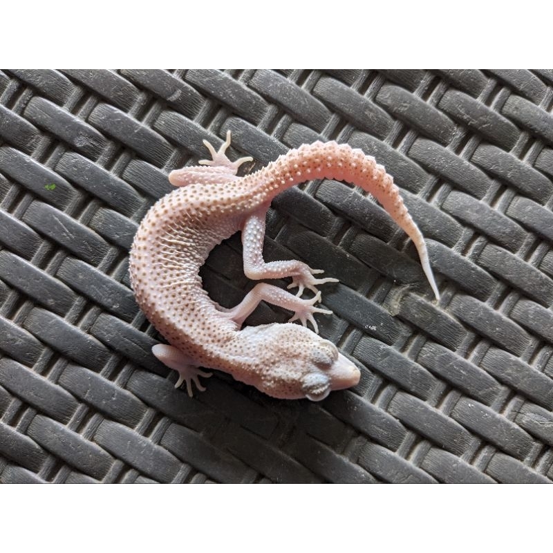 Mainan leopard gecko blizzard