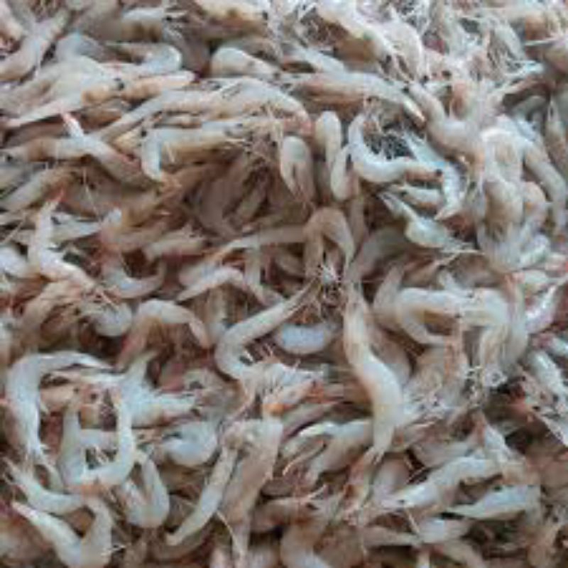 

Udang Segar Fresh