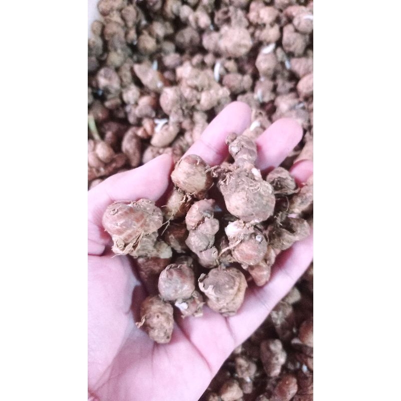 

KENCUR segar 1kg TERMURAH || Bahan buat seblak