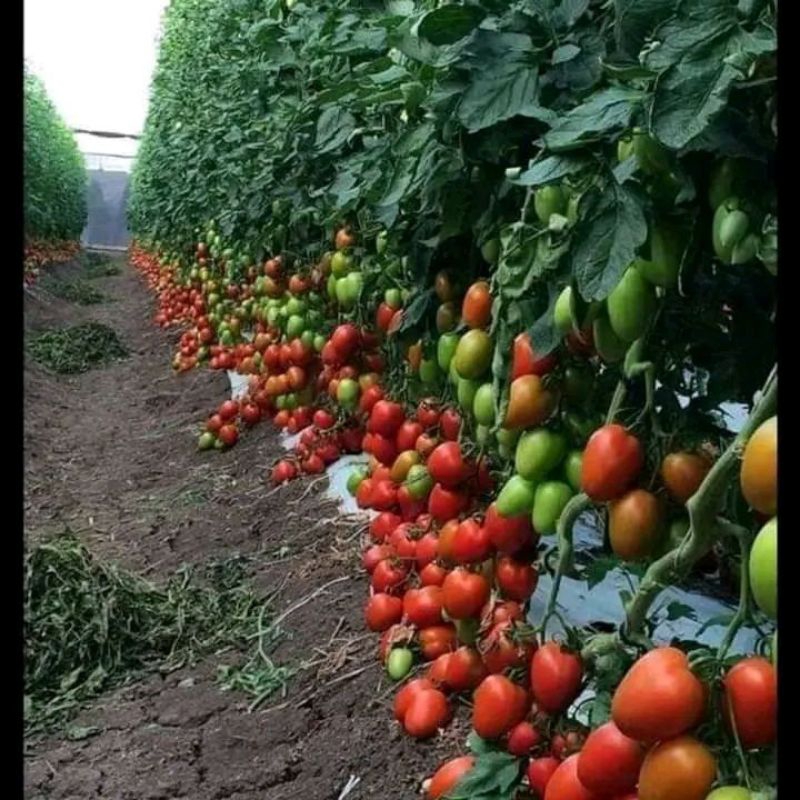 

manisan tomat khas wisata guci