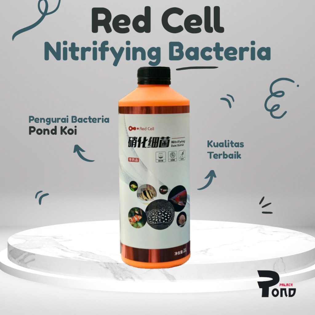 Bacteria Kolam Ikan Filter Bakteri Starter Filter Koi Kolam