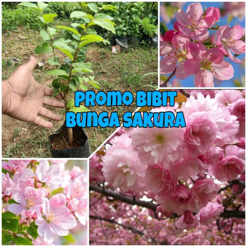 BIBIT BUNGA SAKURA ORIGINAL