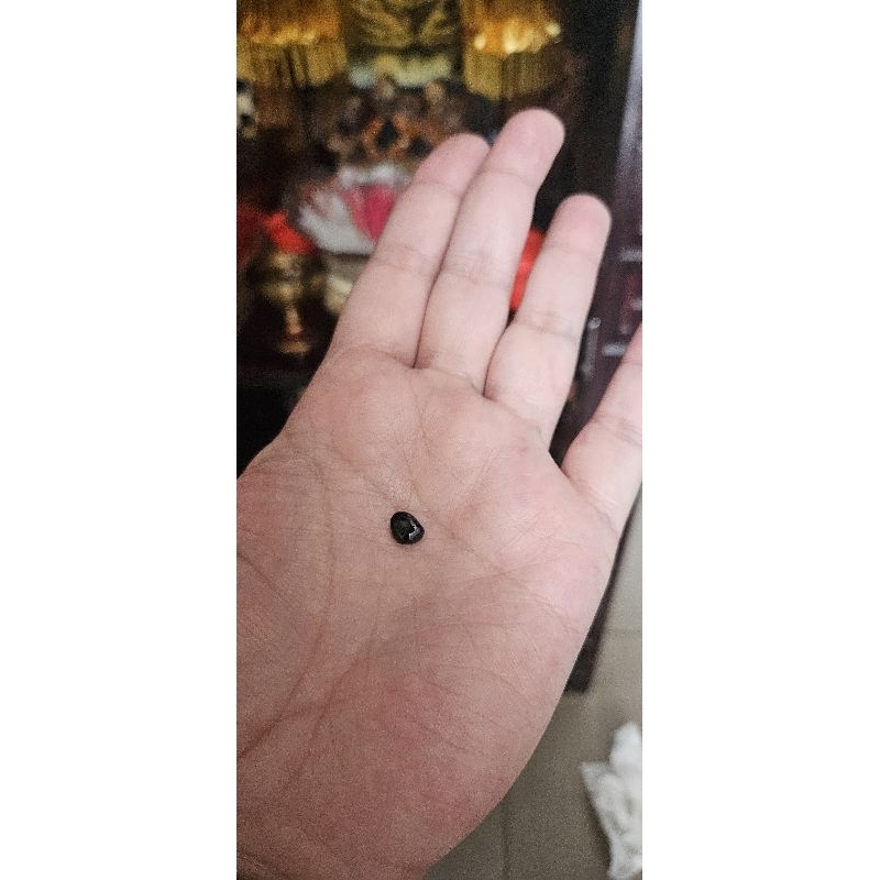 Mustik4 Ular Kobra hitam Gunung Salak