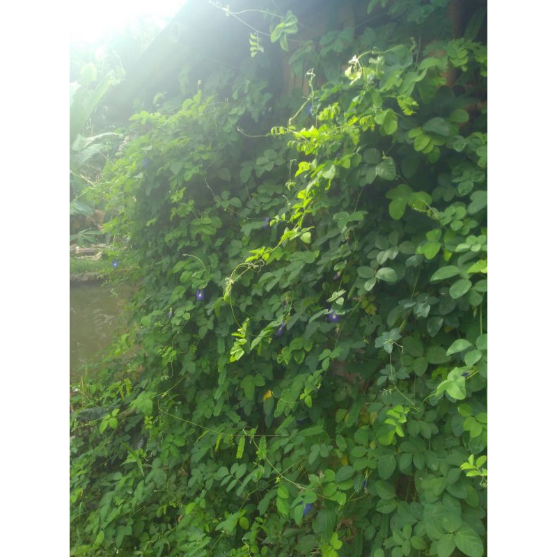 

daun bunga teleng freshh dadakan