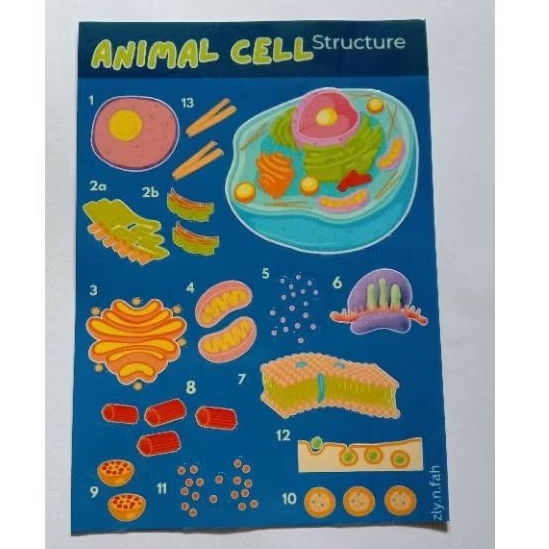 

Stiker Biologi A6 (Kiss Cut Chromo)