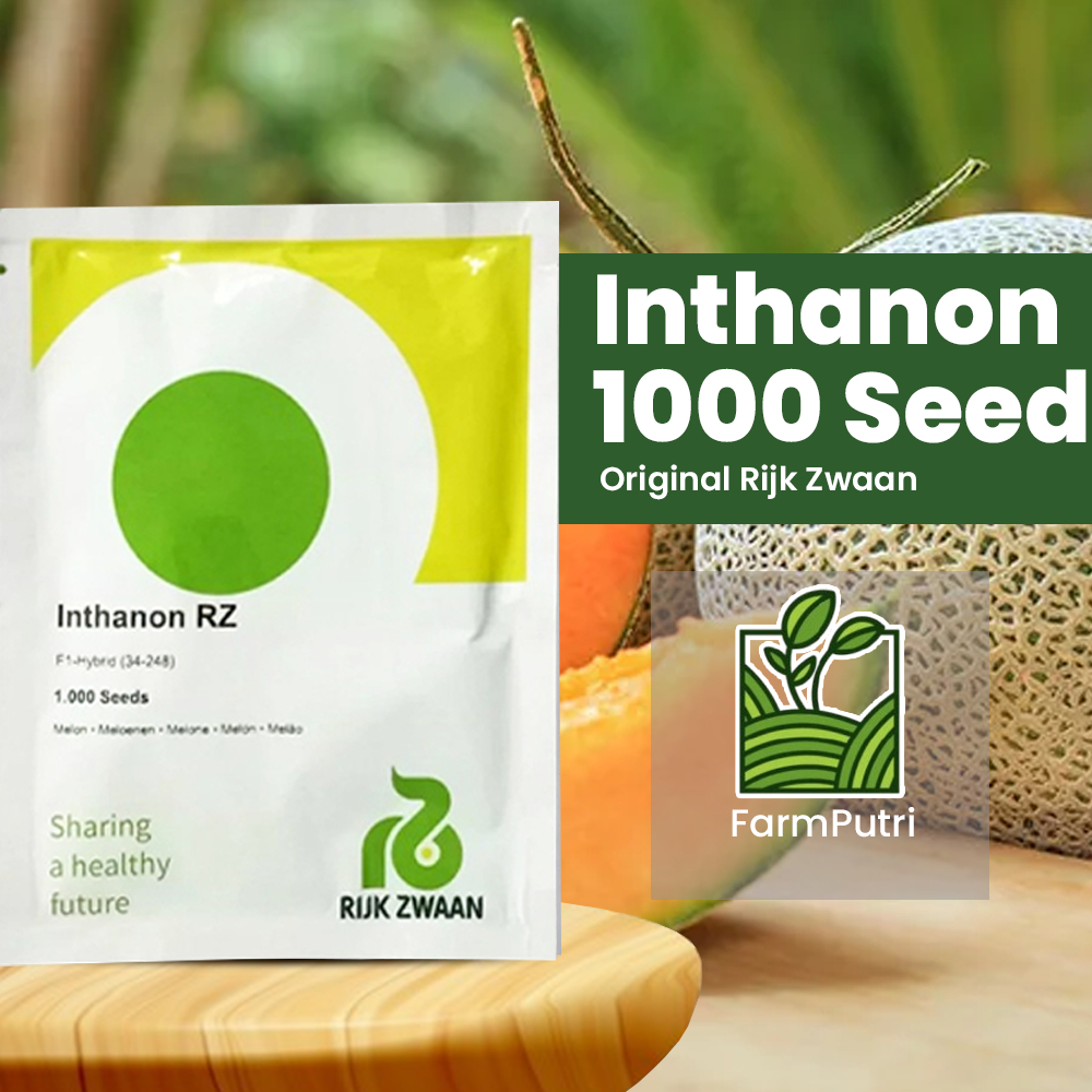 Benih Bibit Melon INTHANON RZ Rijk Zwaan Isi 1000 Butir Kemasan Original Rijk Zwaan Pabrik
