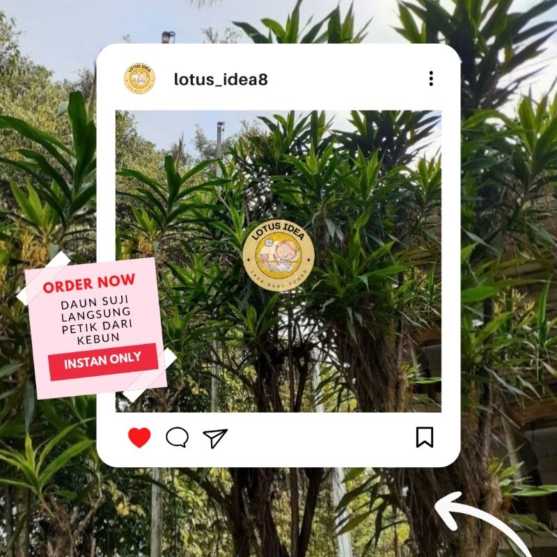 

Daun Suji Segar | Daun Pandan Segar | Daun Pinus Kering.
