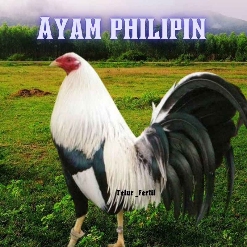 telur ayam philipin asli AK47 bisa untuk di tetaskan