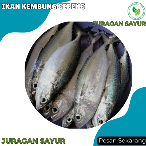 

Ikan Kembung Gepeng / Kualitas Segar - Ikan Kembung Gepeng 1 kg -Juragan Sayur