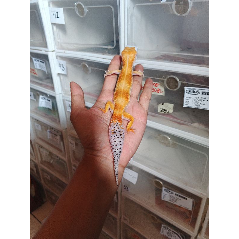 super hypo tangerine enigma het raptor