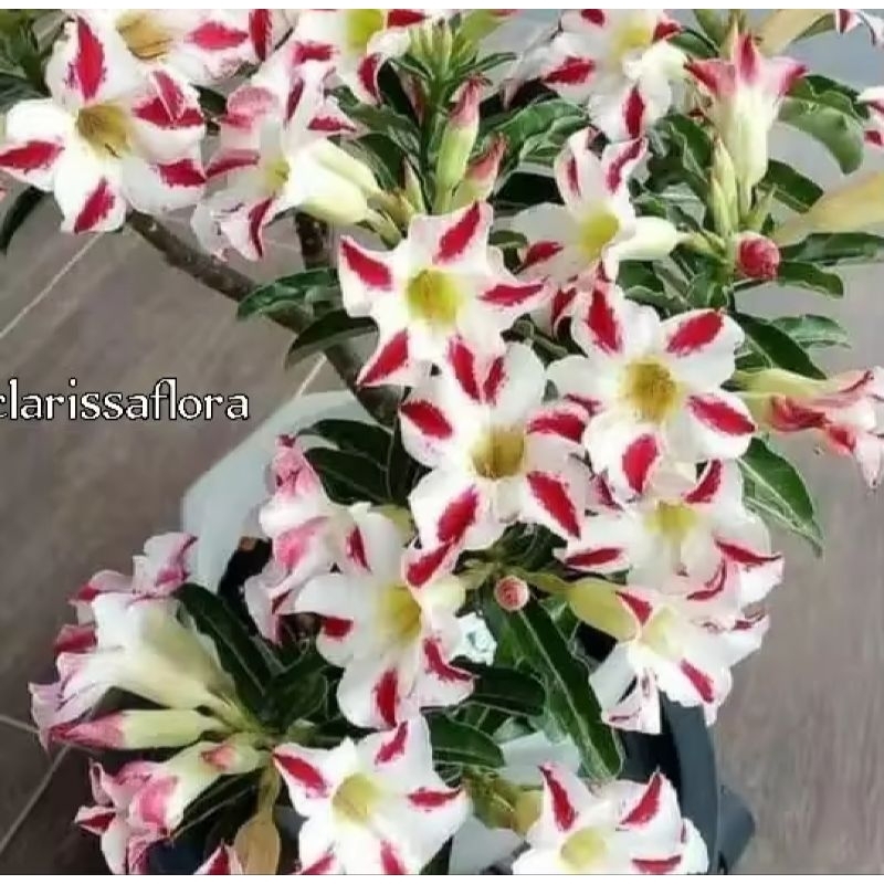 Tanaman hias adenium bunga tumpuk cabang seribu Tanaman hias adenium bunga tumpuk cabang seribu