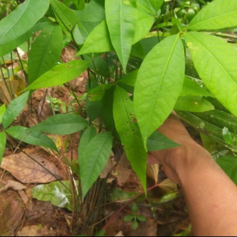 bibit pohon karet pachira unggul berkualitas