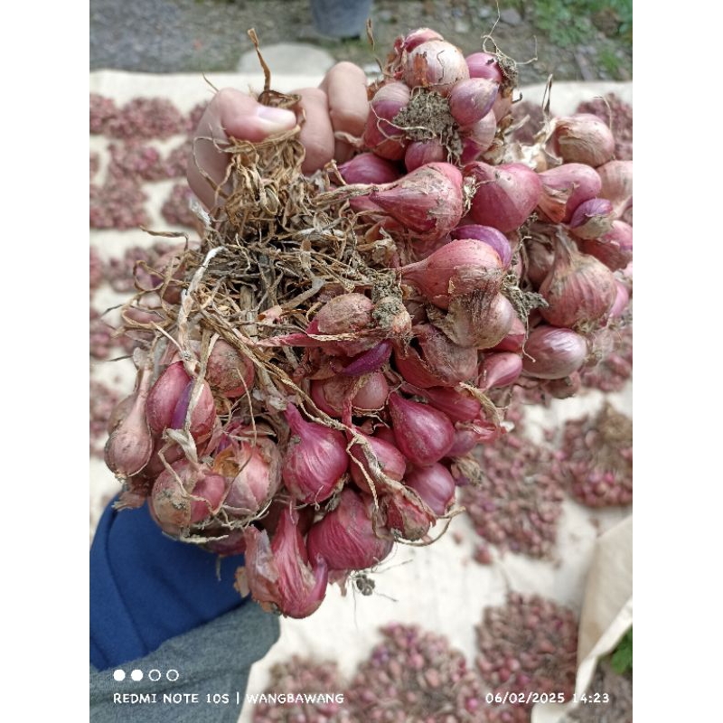 

PROMOO BAWANG MERAH ombyokan MURAH 1KG