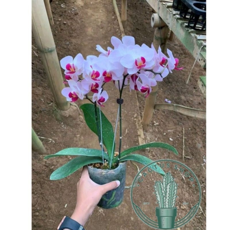 Bunga Anggrek Bulan Dewasa Jumbo Bunga putih pink - Tanaman Hias Anggrek Bulan Dewasa Jumbo