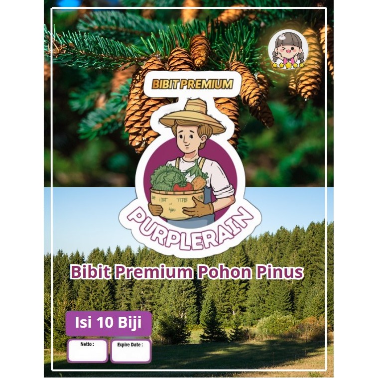 Bibit Premium Pohon Pinus | Biji Benih Pohon Pinus Merkusi