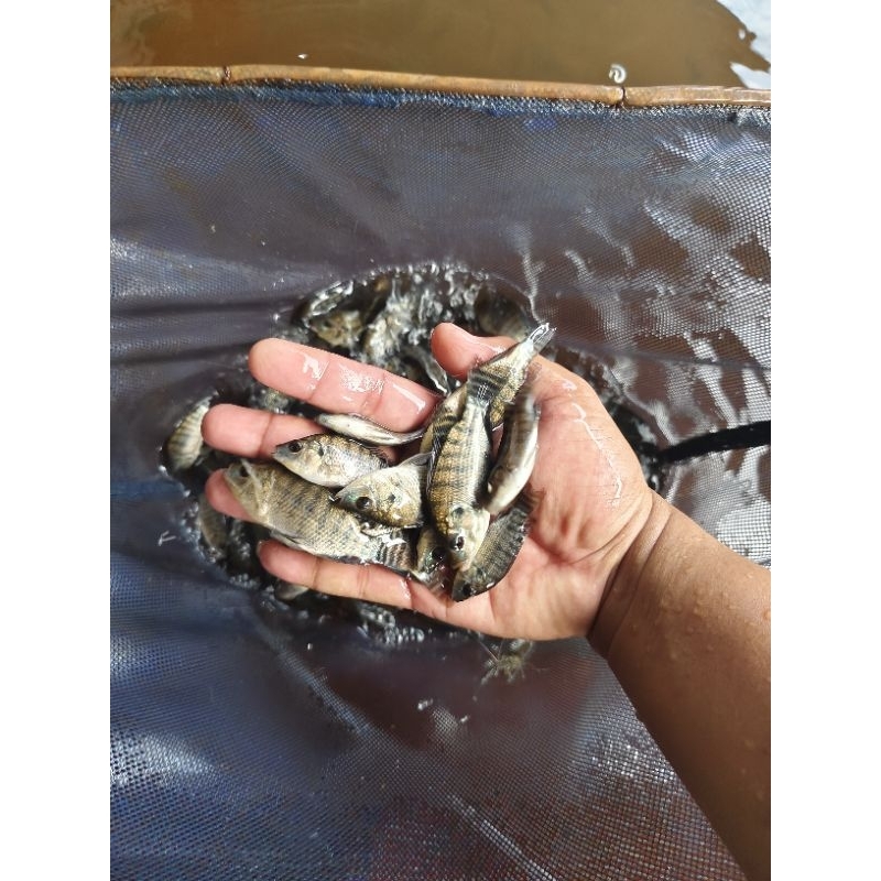 bibit nila monosex siap kirim