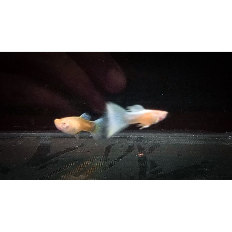 ALBINO PLATINUM GUPPY