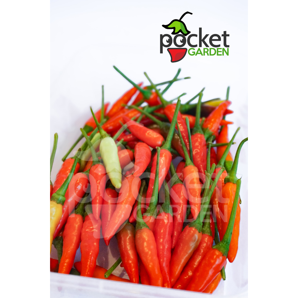 

Cabai Rawit by Pocket Garden