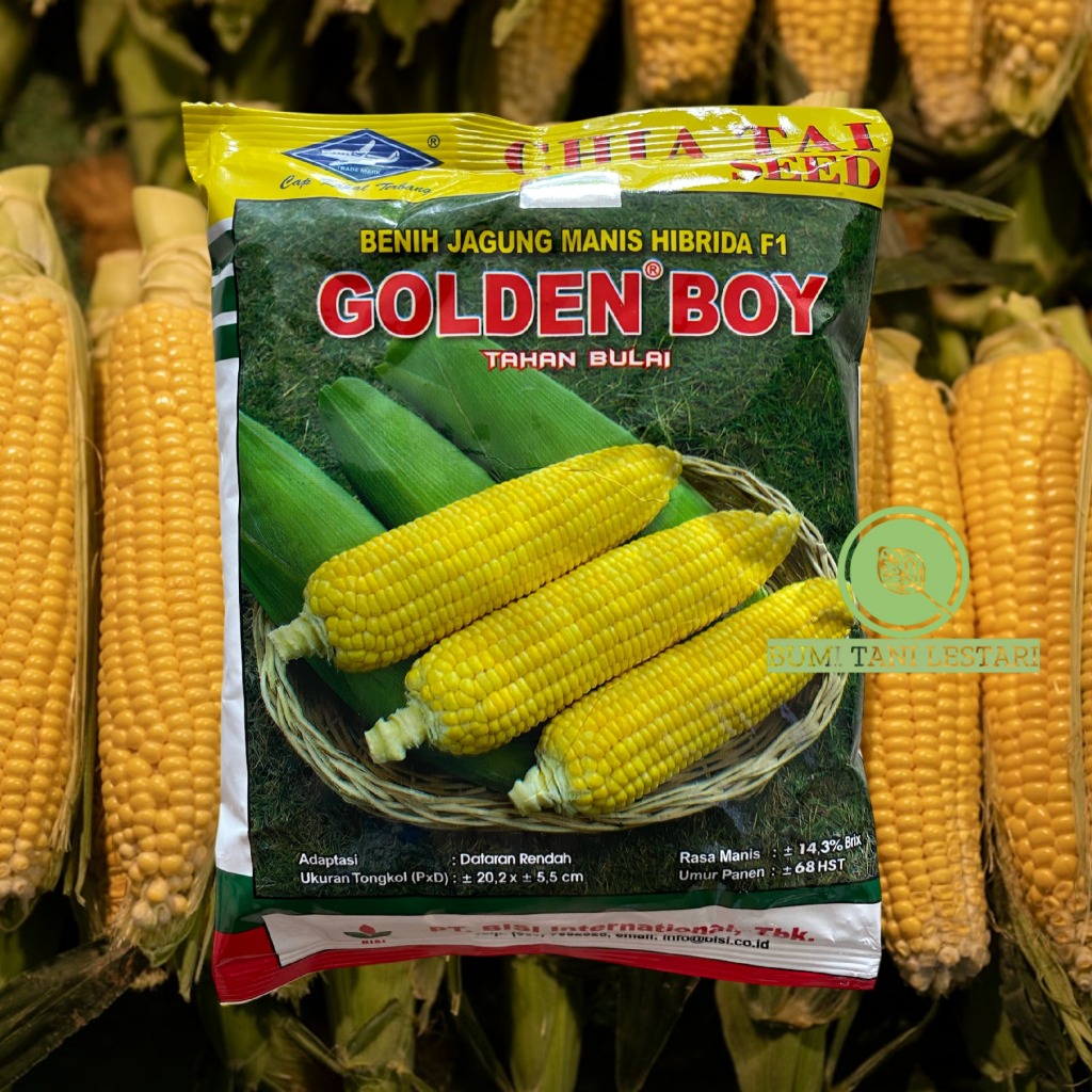 Benih Jagung Manis F1 GOLDEN BOY 250gram | Benih Jagung Manis BISI