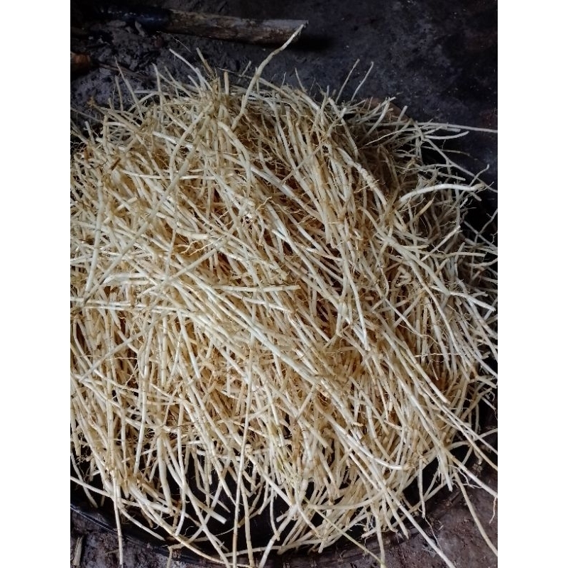 

akar alang-alang segar