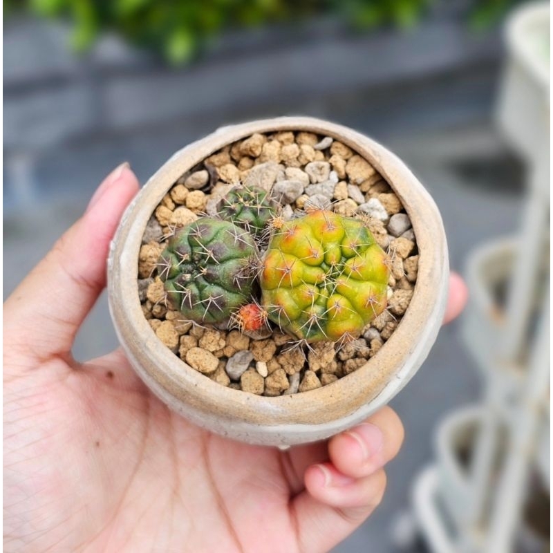 Kaktus gymno damsii var variegata cluster kuning