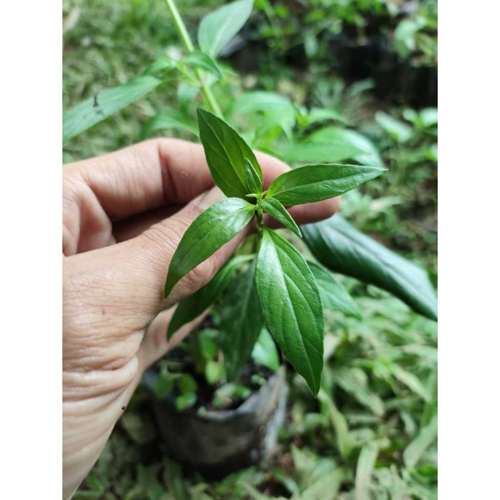 Bibit tanaman herbal sambiloto - samiloto
