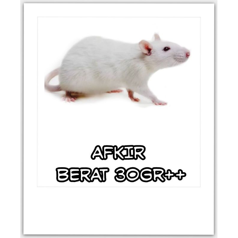 tikus putih,mencit,afkir