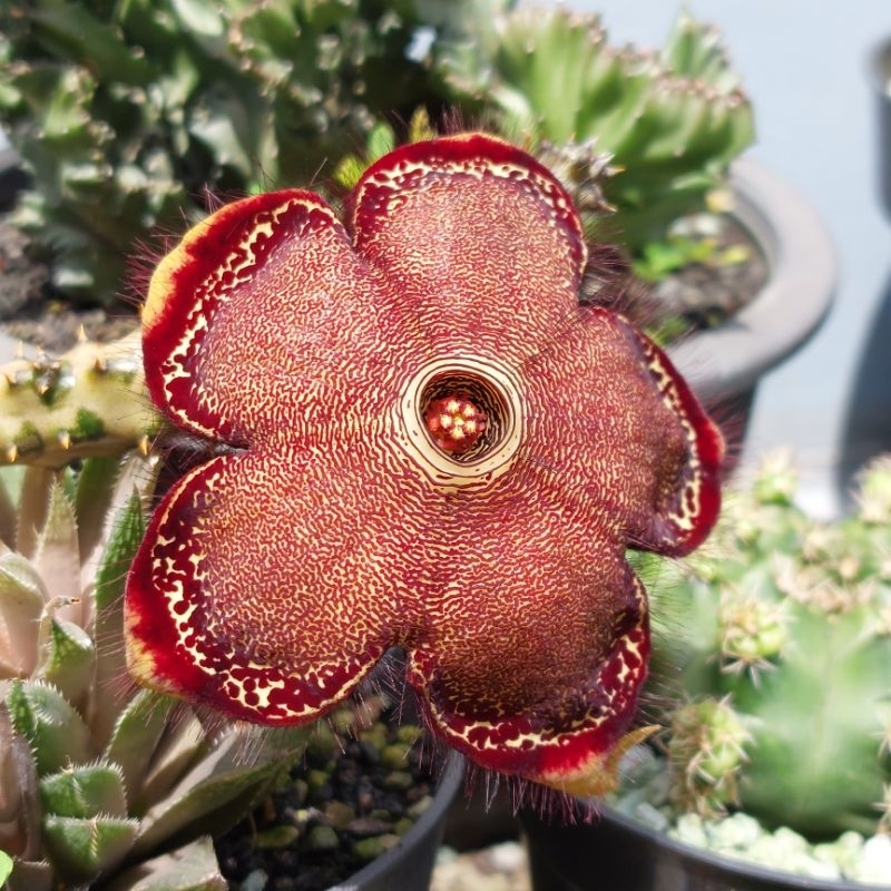 Tanaman Hias Cactus Kaktus Bunga Sukulen Mini Edithcolea Grandis Huernia Stapelia