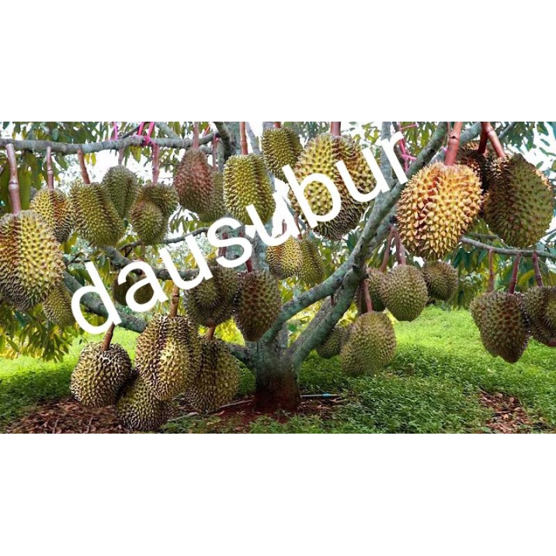 Bibit Duren Rindu'Hasil stek okulasi tempel dan sambung pucuk cepat berbuah,