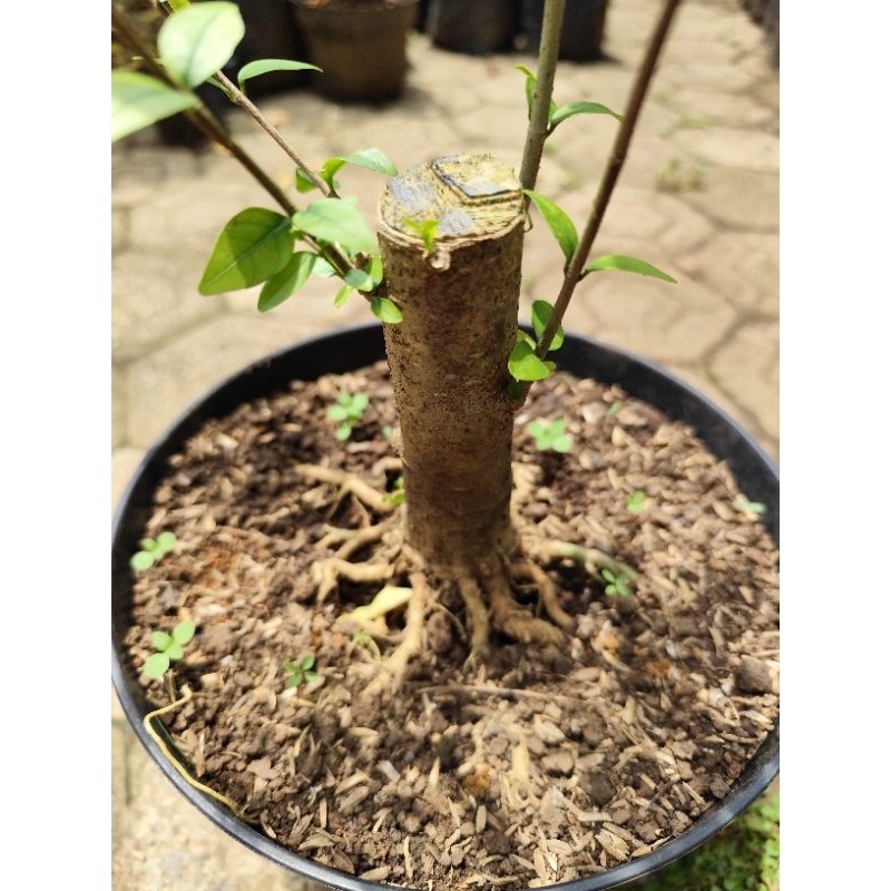 anput prokaran, bonggol anput uk stang motor