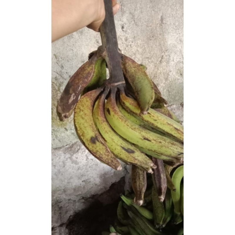 

pisang tanduk/galek 1kg