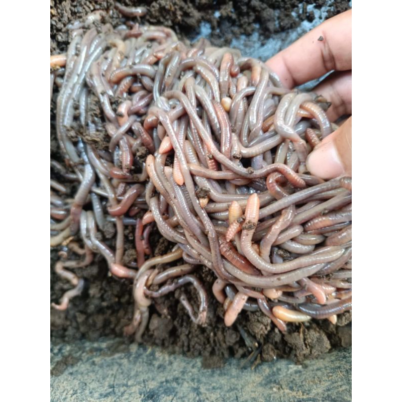 Cacing Baret Merah Andalan Umpan Mancing Lele 100 Ekor bersih