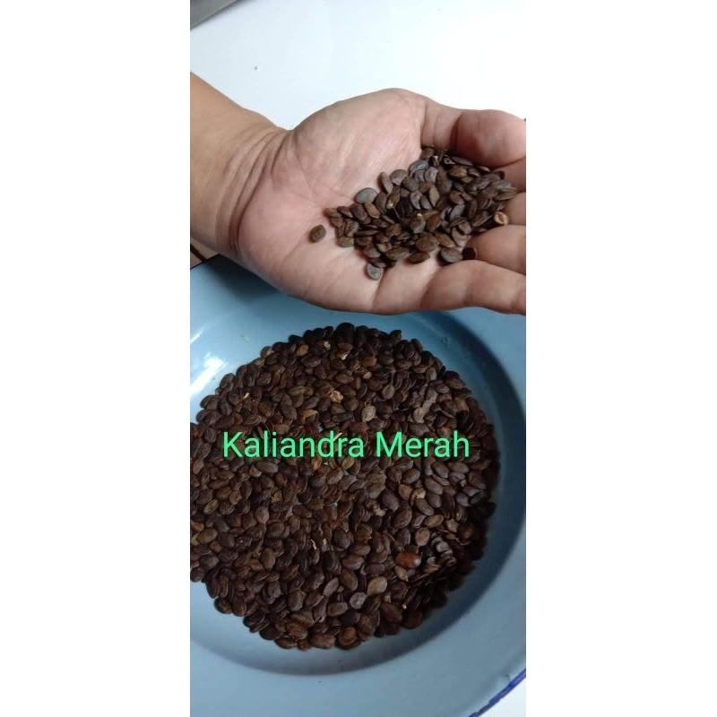

Biji kaliandra merah super 1 kg