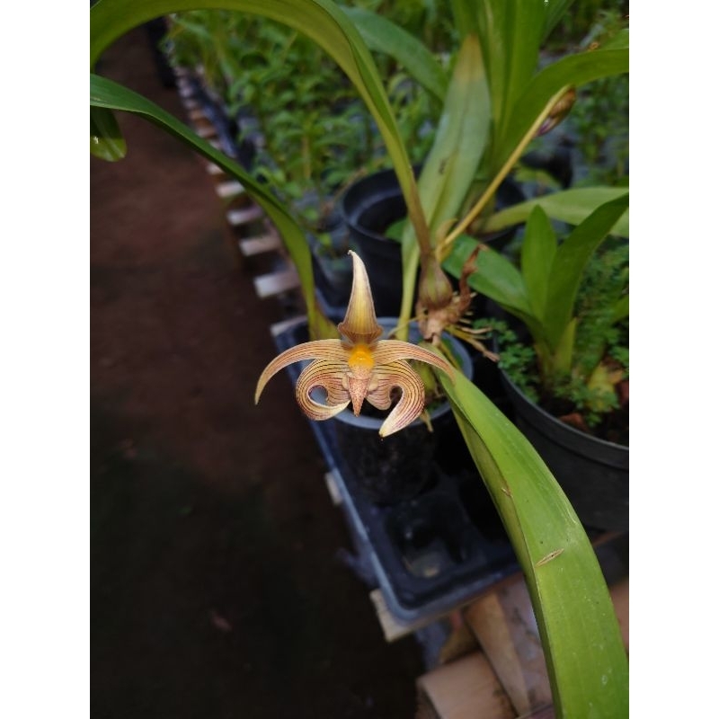 Bulbophyllum lobii