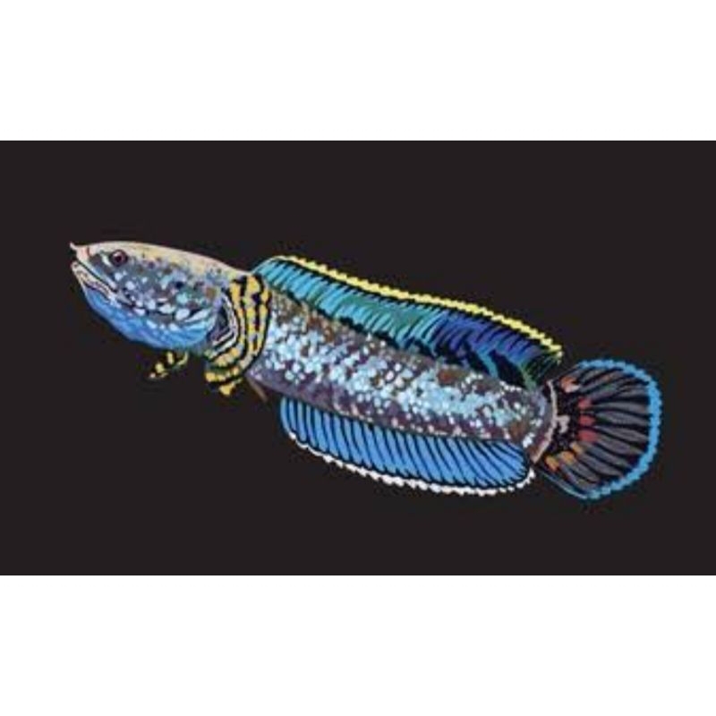 Sticker Chana Bleheri