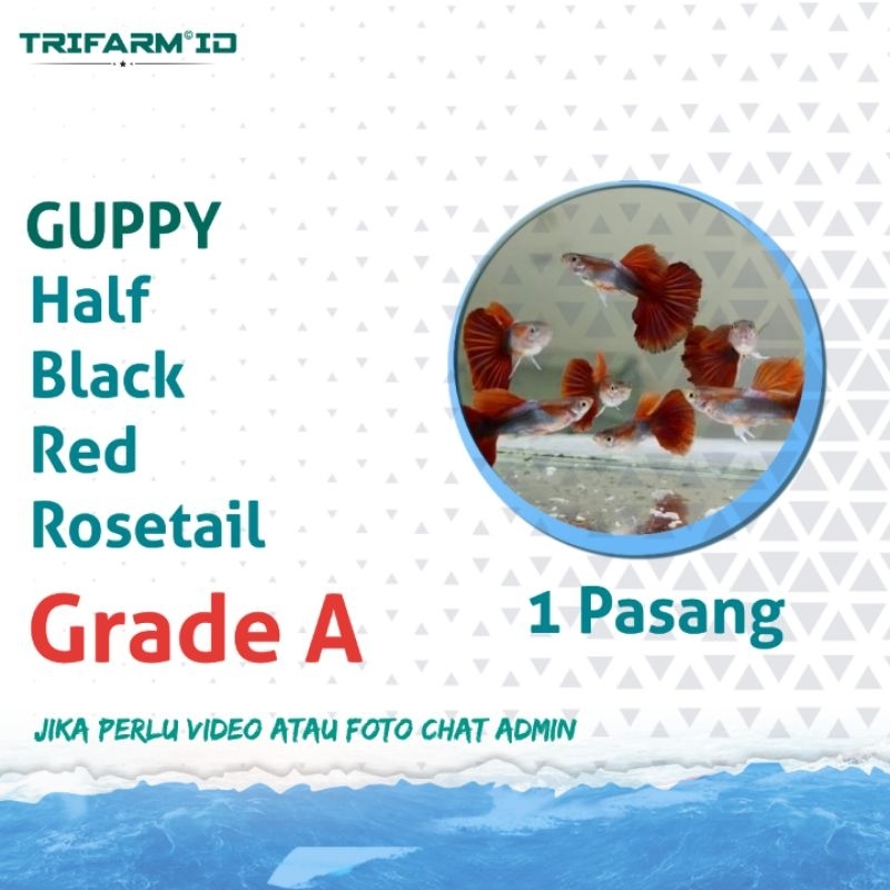 TRIFARM Benih Bibit Sticker Guppy HB Red Rosetail
