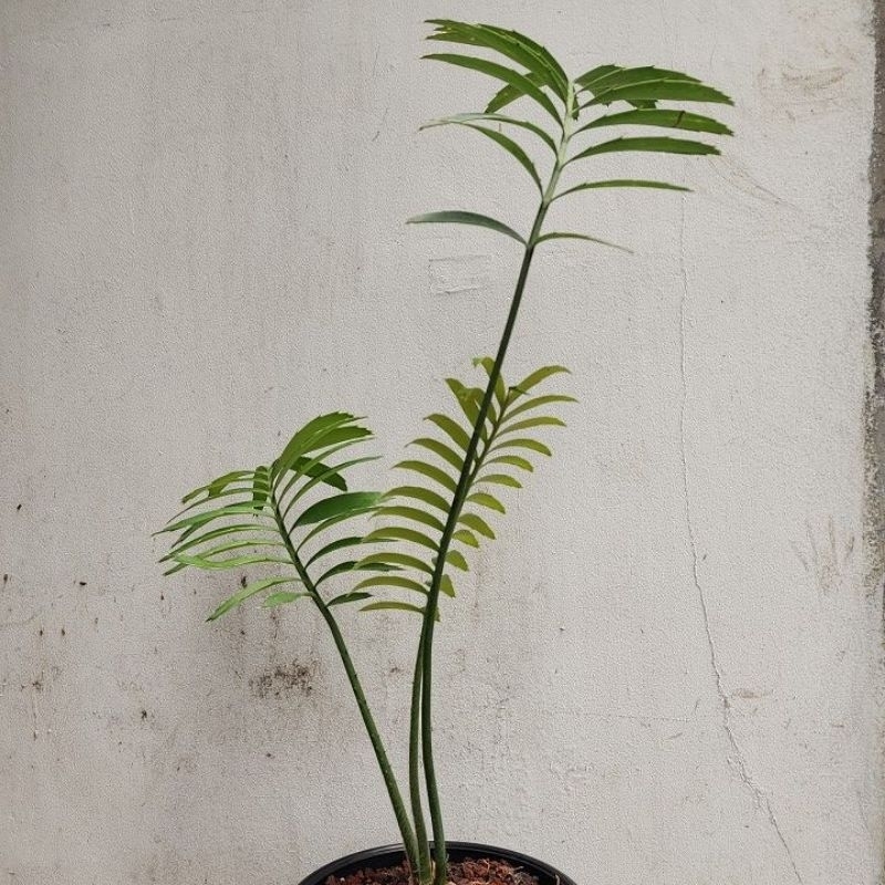 Encephalartos sclavoi "blue"
