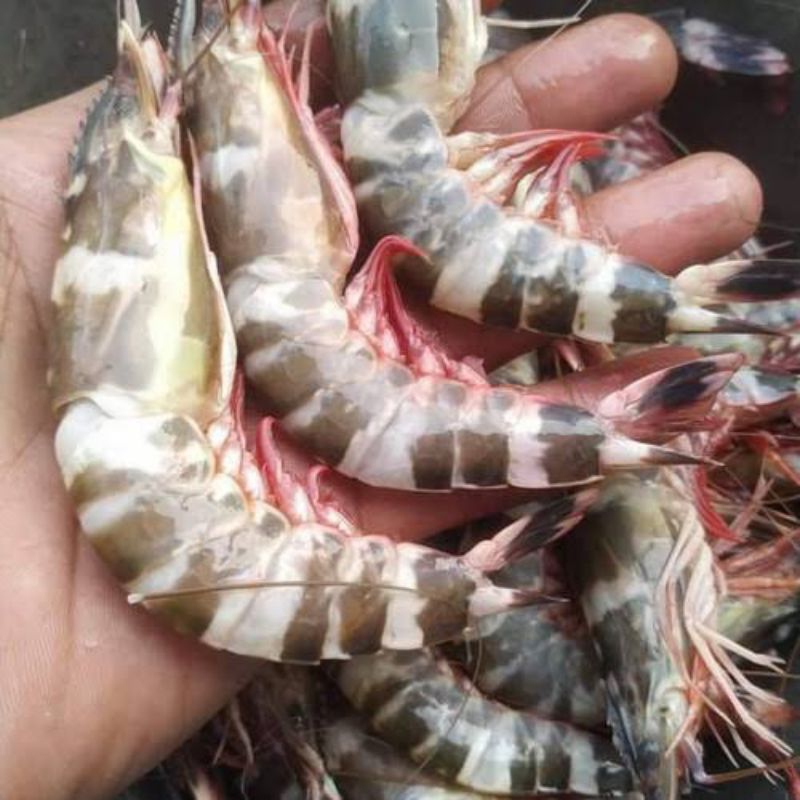 Udang windu segar fresh/ udang segar windu fresh