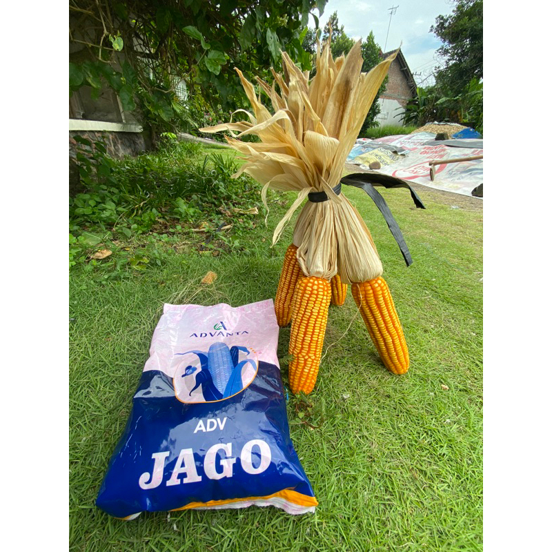 benih jagung adv jago