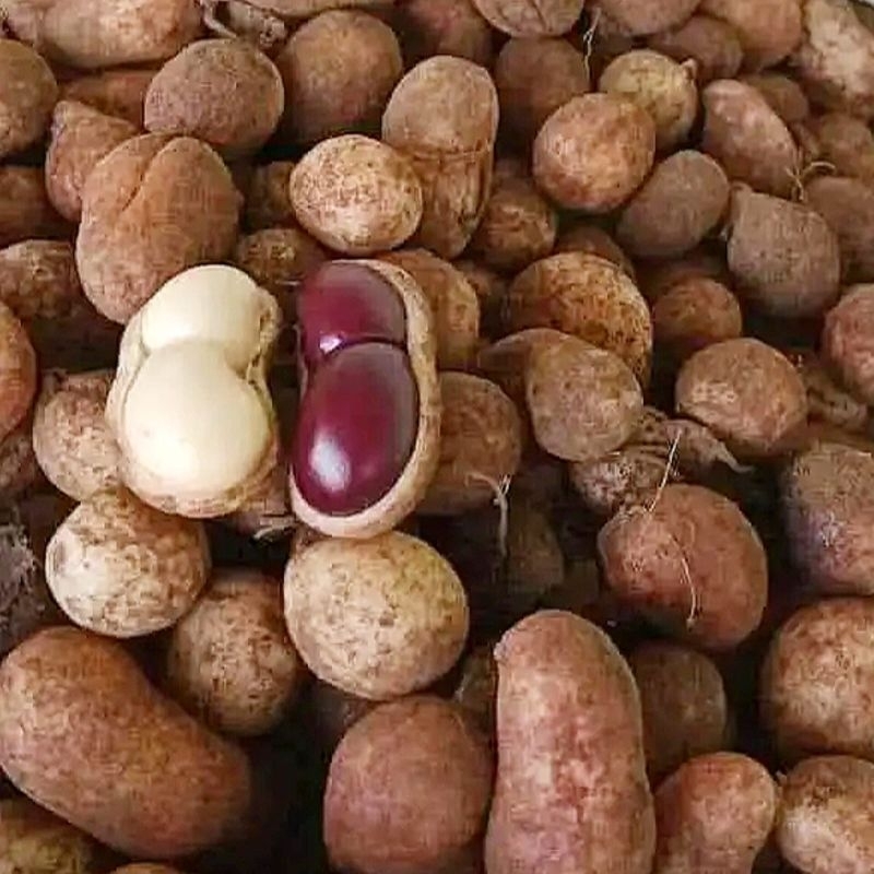 

Kacang Polong Bogor 1 KG