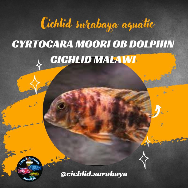 OB morri dolphin cichlid