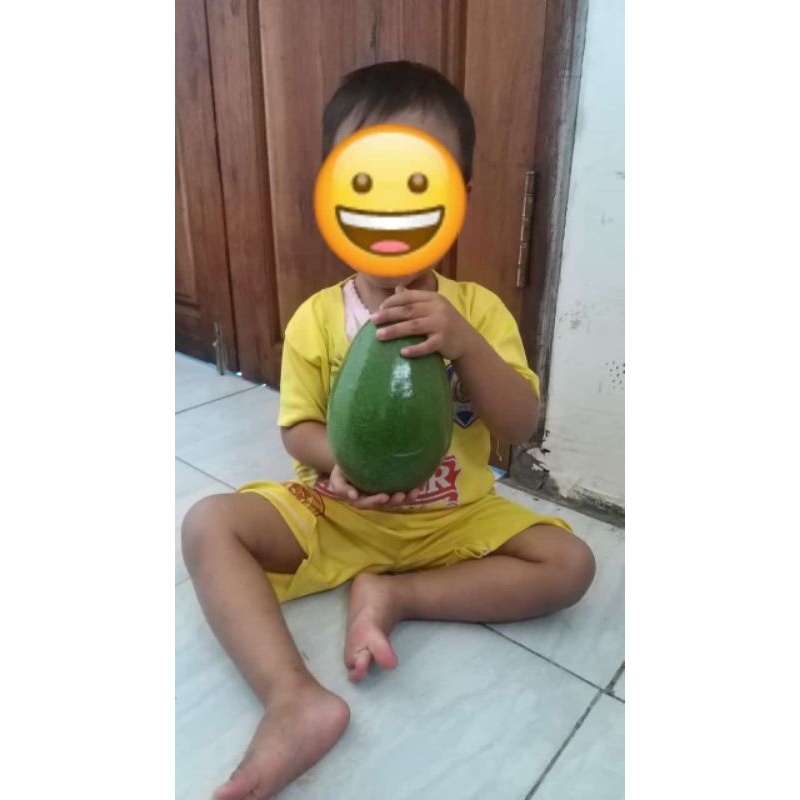 

alpukat/avocada aligator alpukat mentega aligator alpukat jumbo