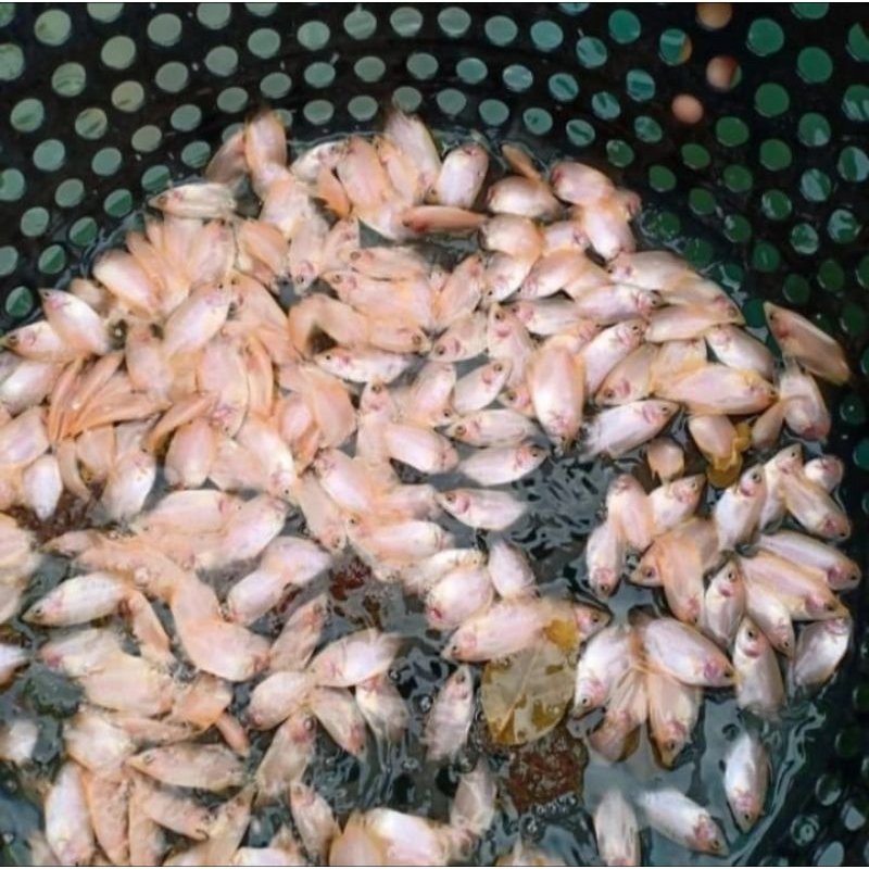 Bibit ikan gurame padang size 1-2cm paket 100 ekor